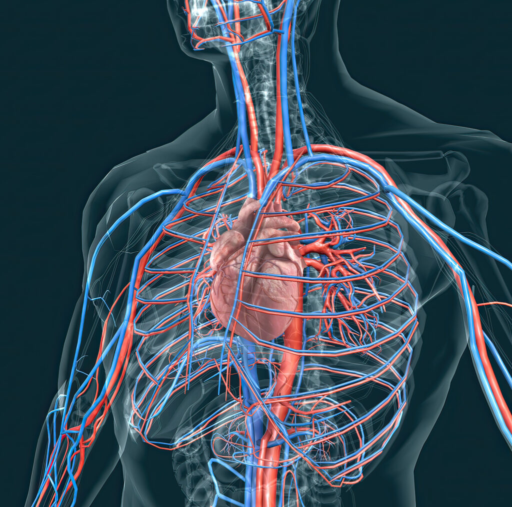 pathologies cardiovasculaires